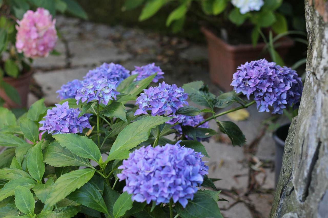 דירות Salto Chiesa Il Giardino Delle Ortensie מראה חיצוני תמונה